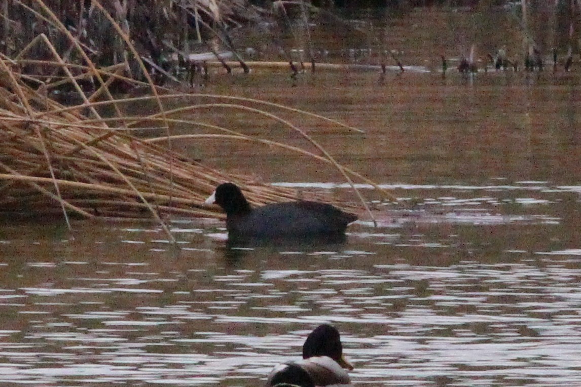 Focha Americana (Frentirroja) - ML647553614