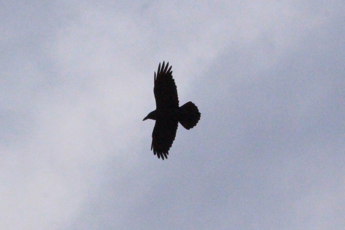 Cuervo Grande - ML647553618