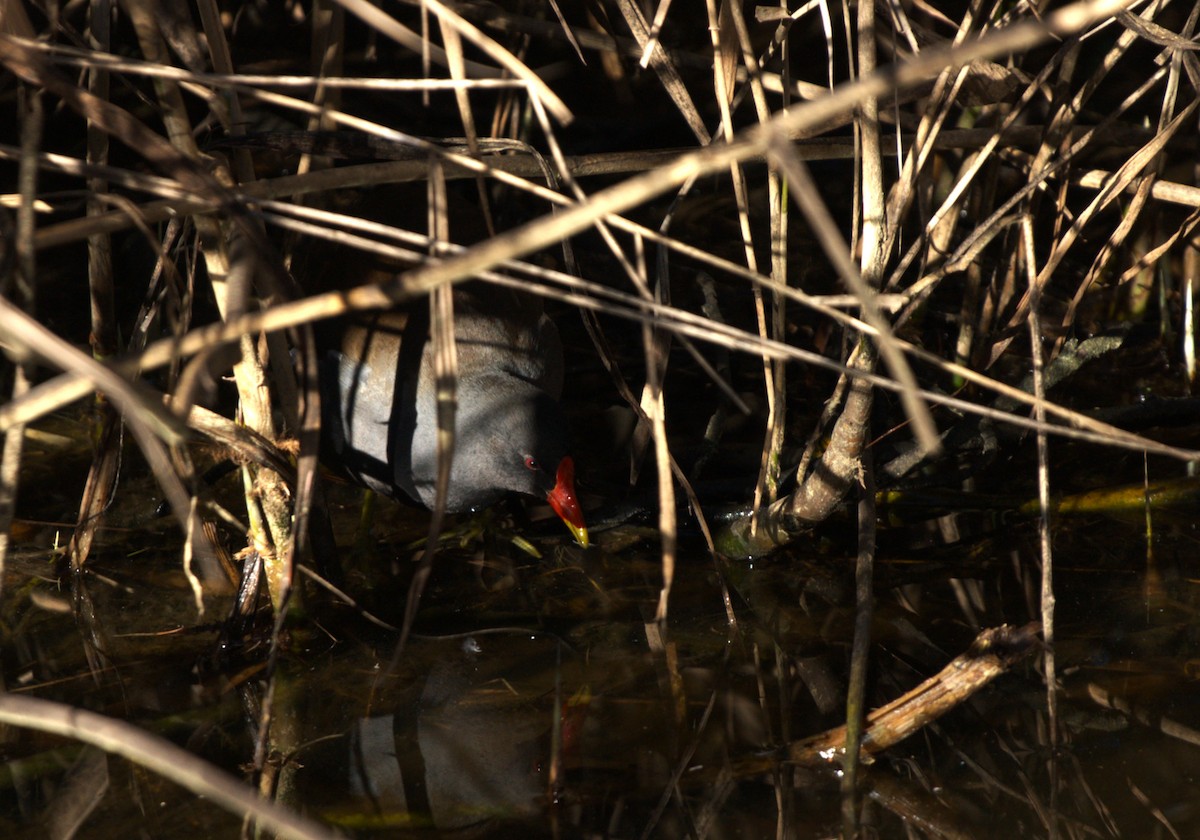 Gallineta Común - ML647553620