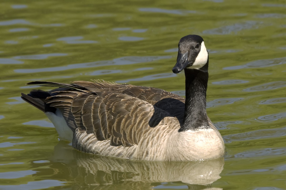 Barnacla Canadiense Grande - ML647553621