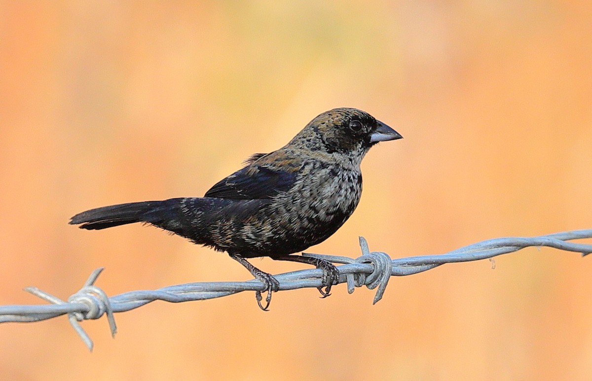 Semillero Volatinero - ML647553622