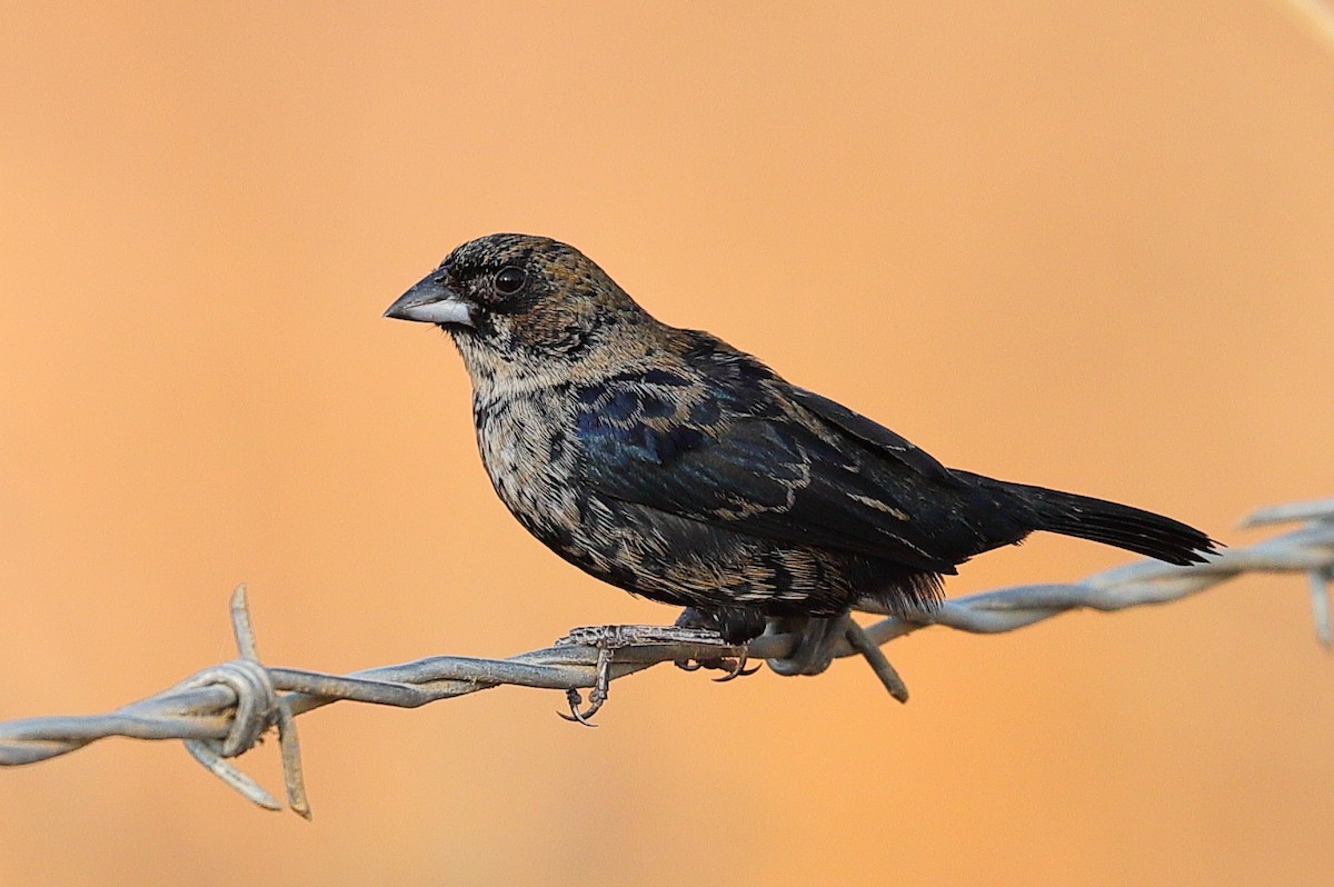 Semillero Volatinero - ML647553623