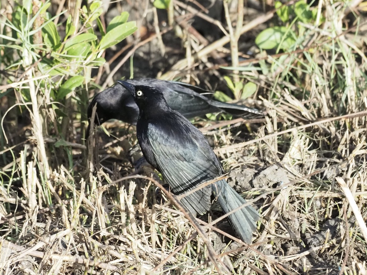 Zanate Caribeño - ML647553624