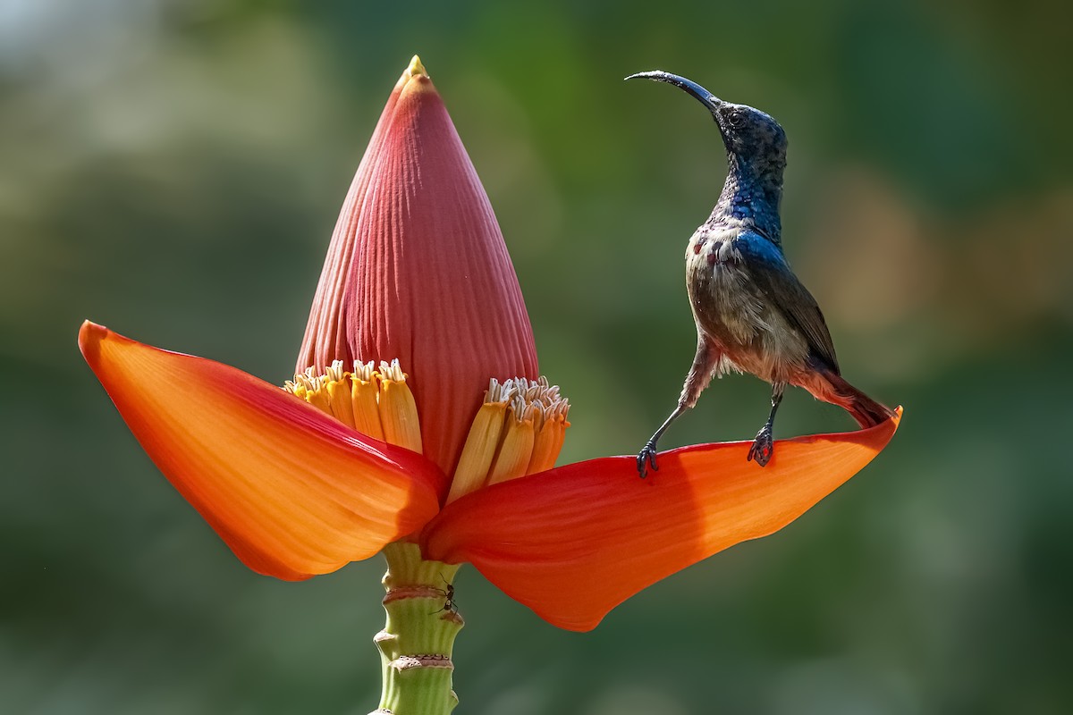 Suimanga de Loten - ML647553625