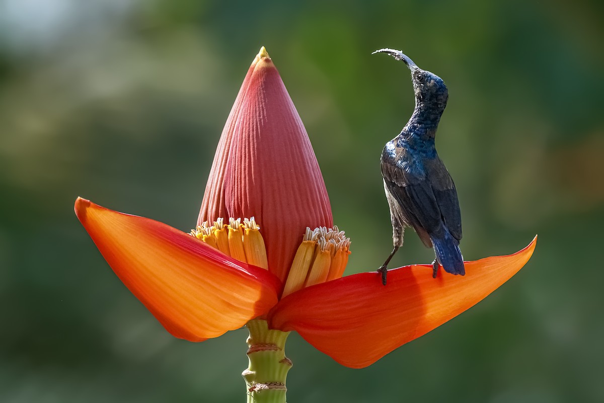 Suimanga de Loten - ML647553626