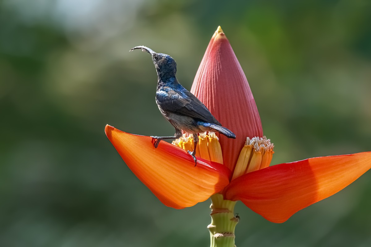 Suimanga de Loten - ML647553627