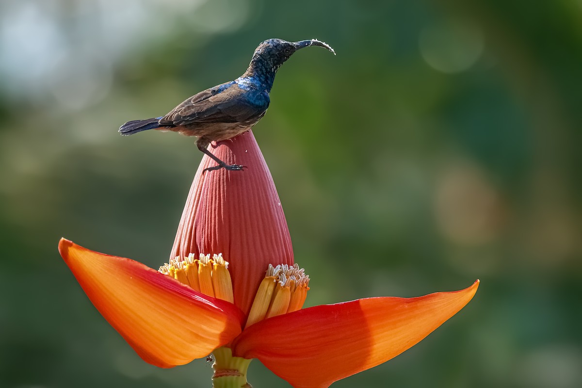 Suimanga de Loten - ML647553628