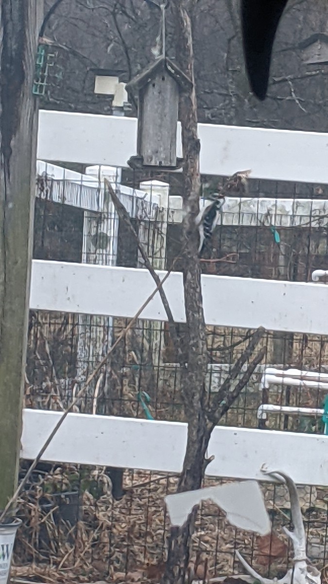 Pico Velloso - ML647553629