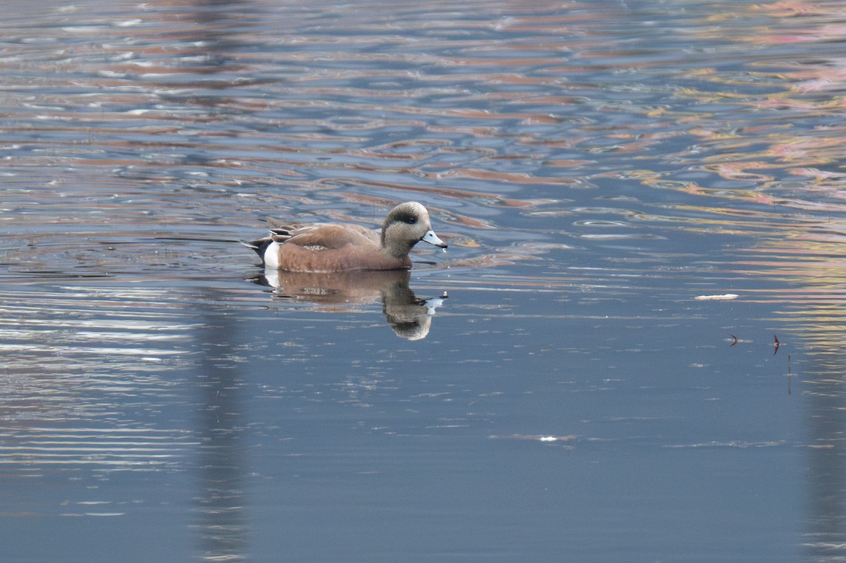 Silbón Americano - ML647553630