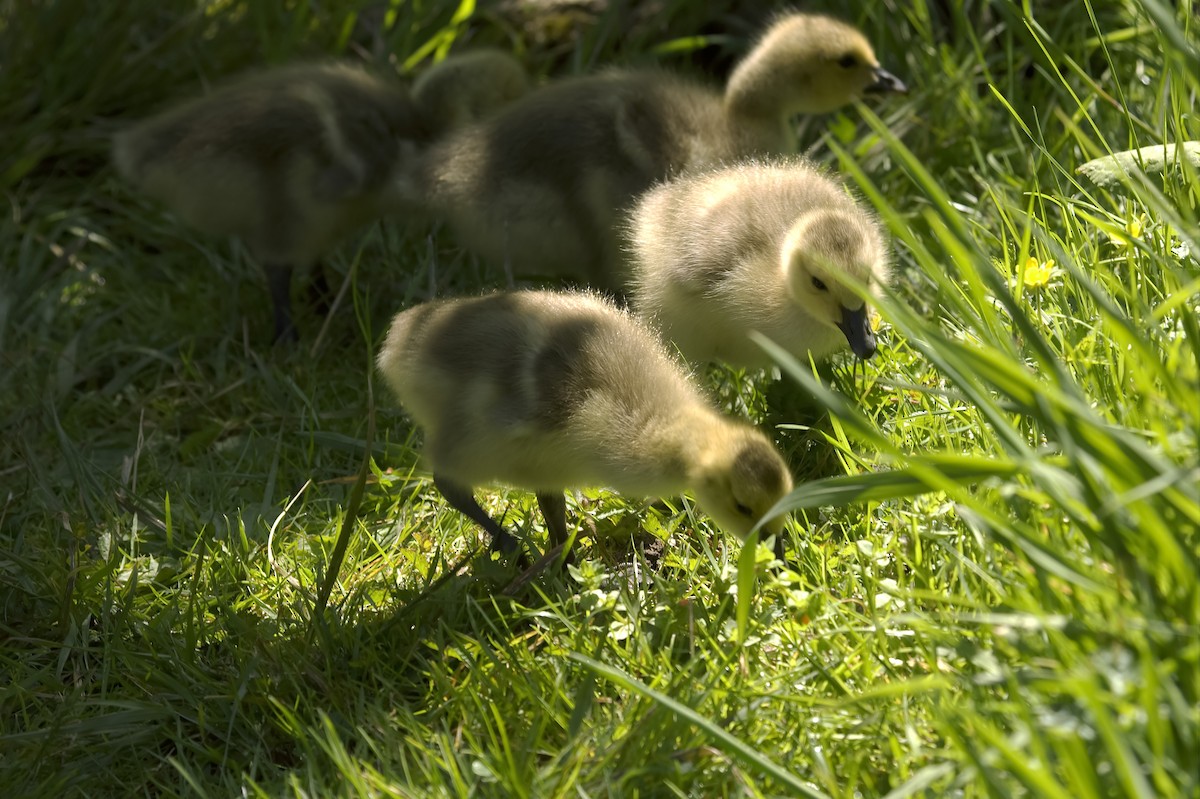 Barnacla Canadiense Grande - ML647553632