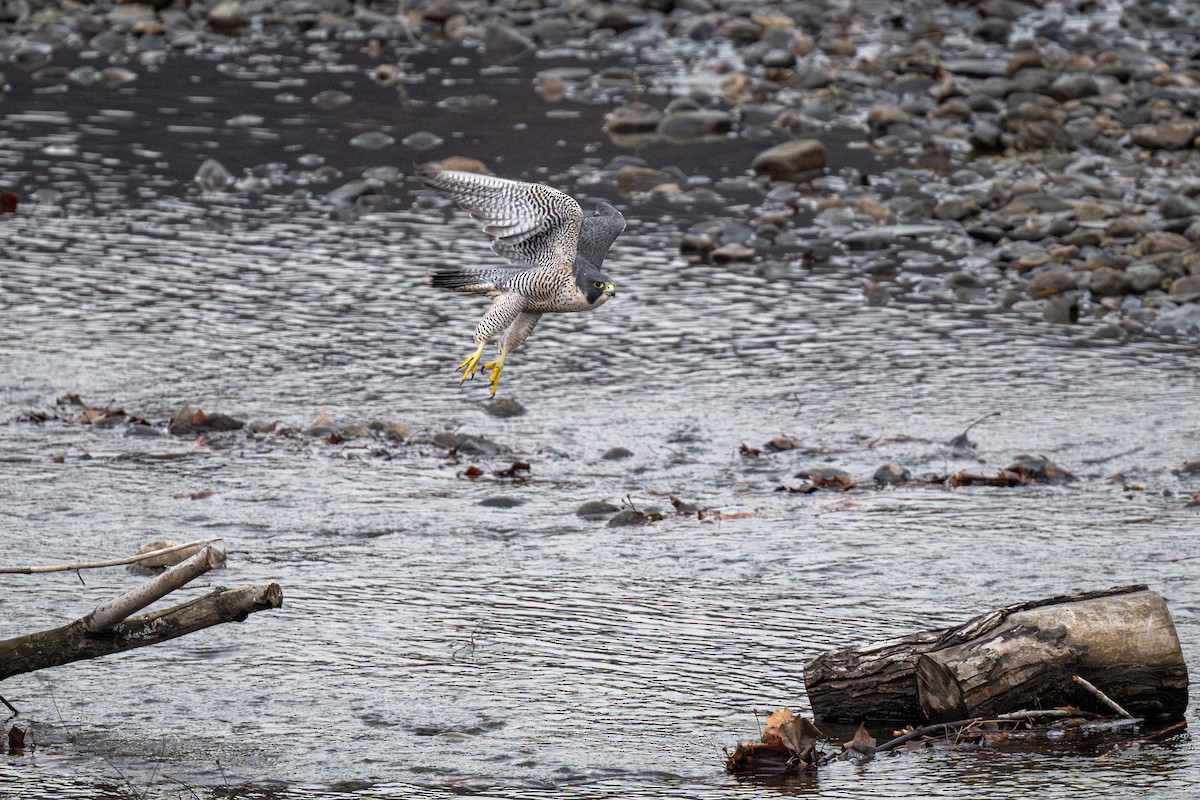 Halcón Peregrino - ML647553635
