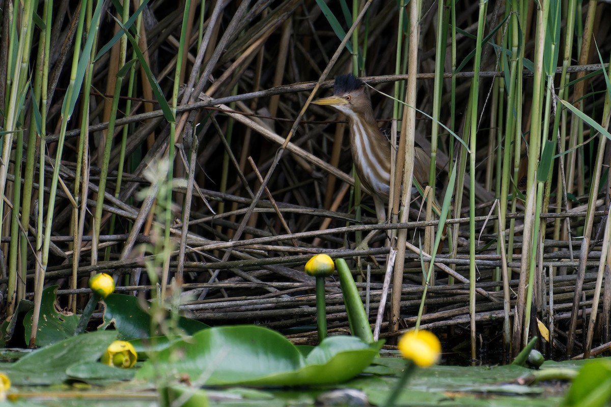 Avetorillo Común - ML647553641