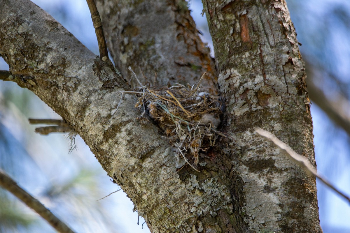 Tijereta Sabanera (savana) - ML647553642