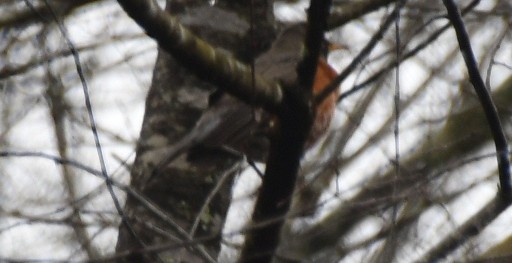 Zorzal Americano - ML647553643