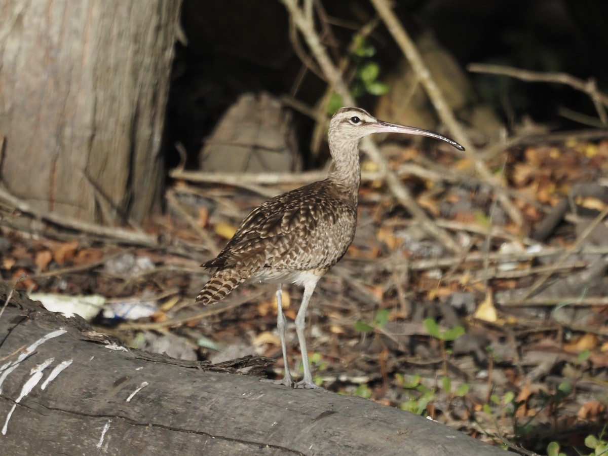 Zarapito Trinador Americano - ML647553645