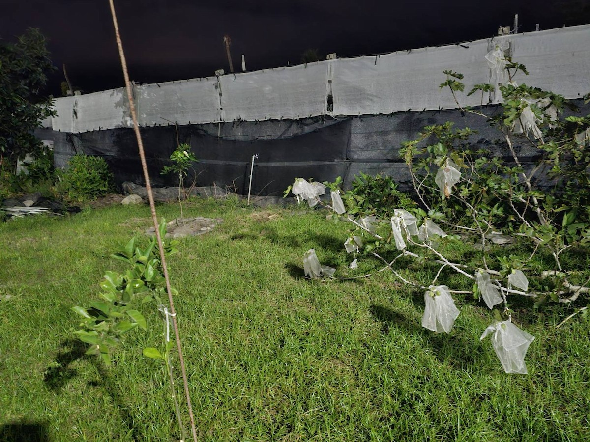 Malay Gece Balıkçılı - ML647553662