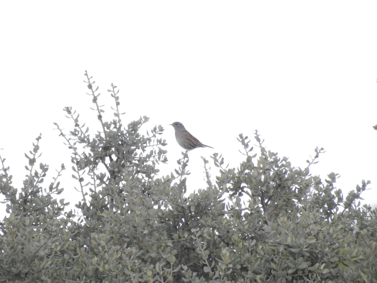 Accenteur mouchet - ML647553697