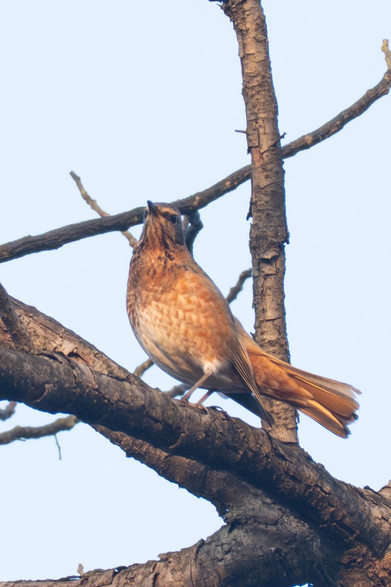 Naumann's Thrush - ML647553736