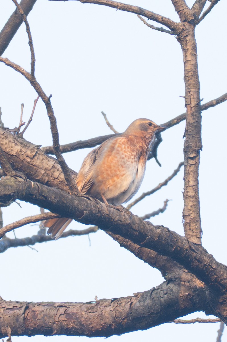 Naumann's Thrush - ML647553737