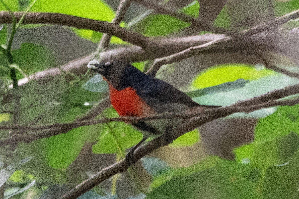 Mistletoebird - ML647553738