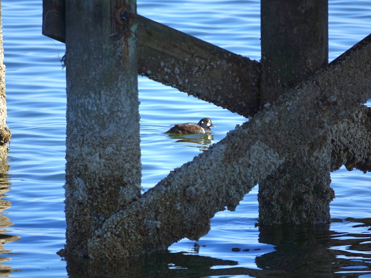 Каменярка - ML647553745