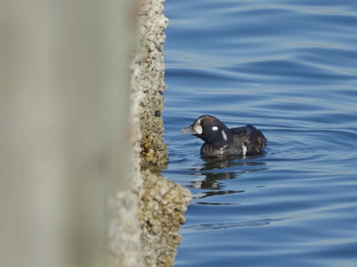 Каменярка - ML647553747