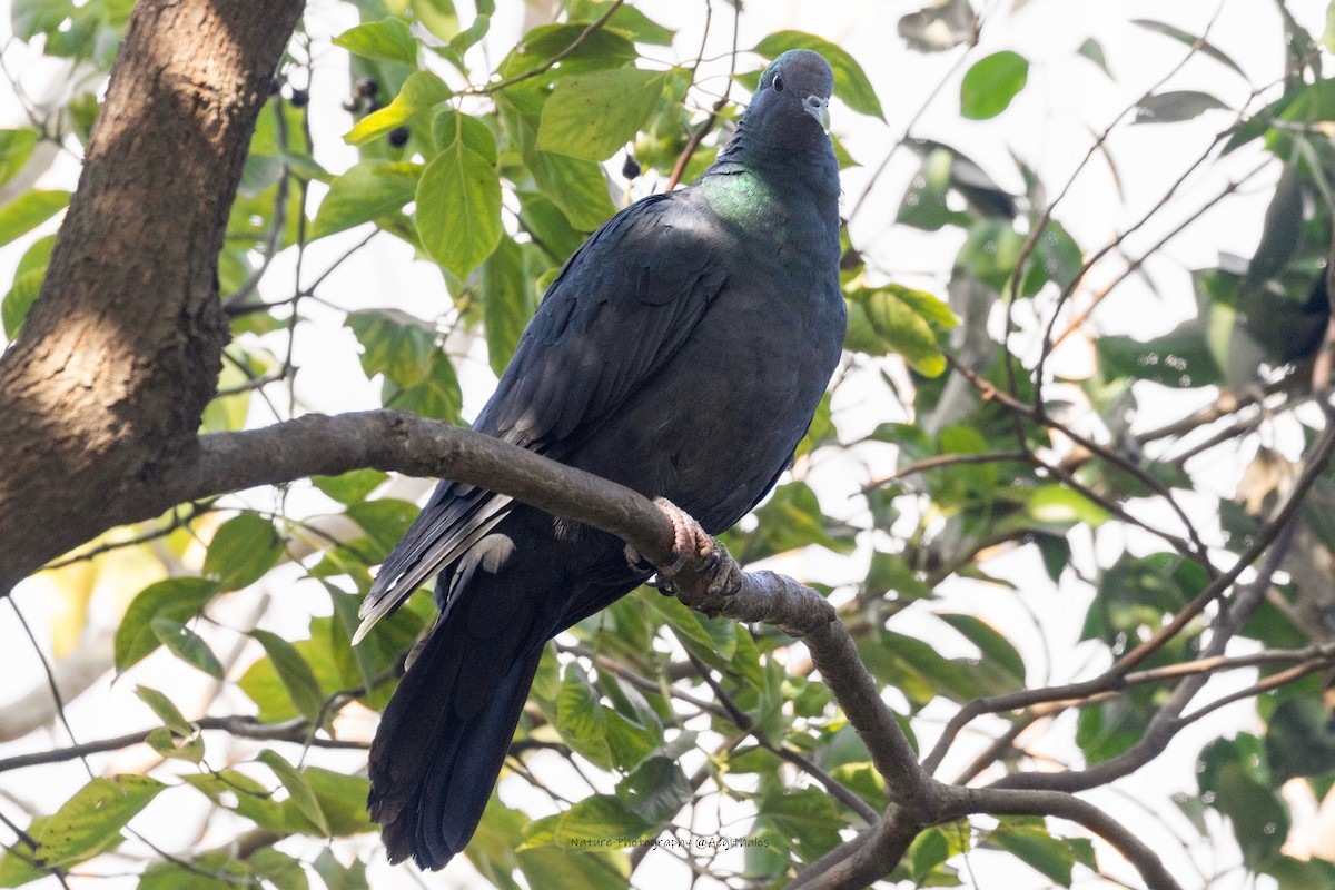 Mor Japon Güvercini - ML647553751