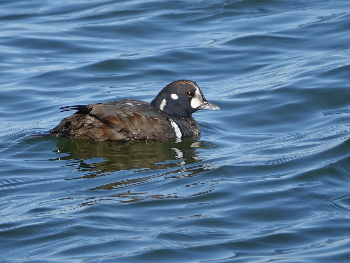 Каменярка - ML647553752