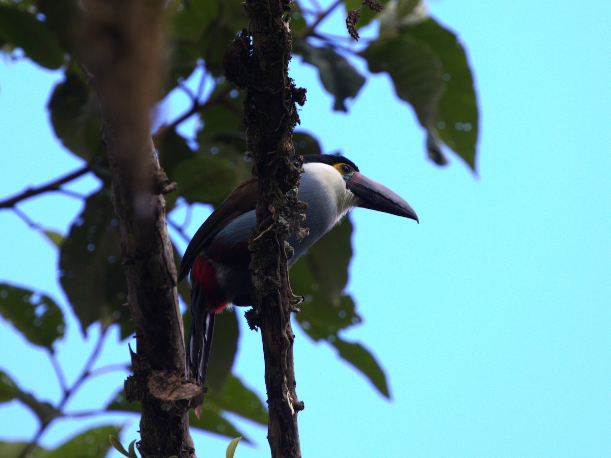 Андигена білощока - ML647553777