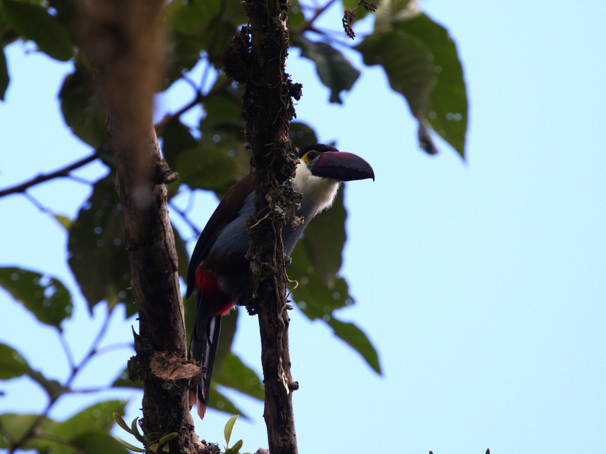 Андигена білощока - ML647553778