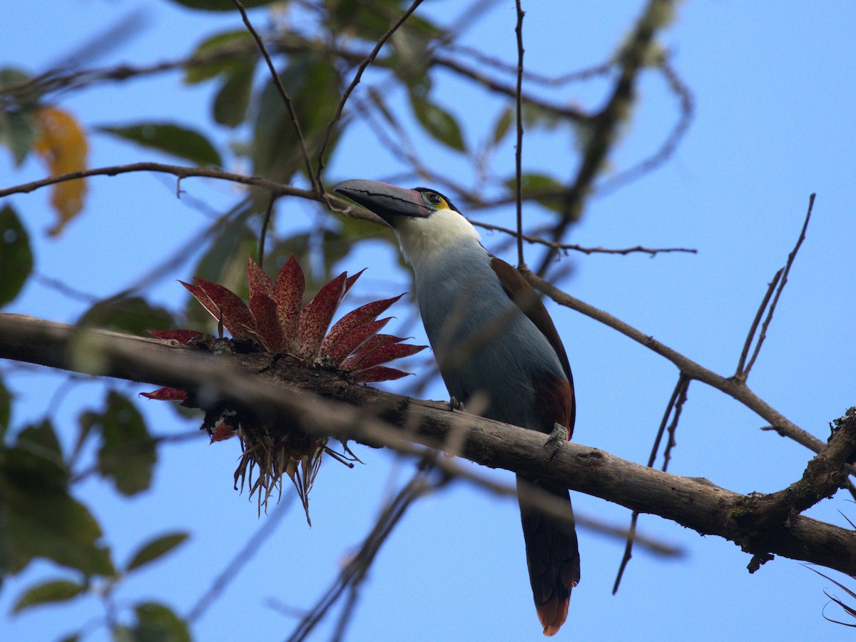 Андигена білощока - ML647553780