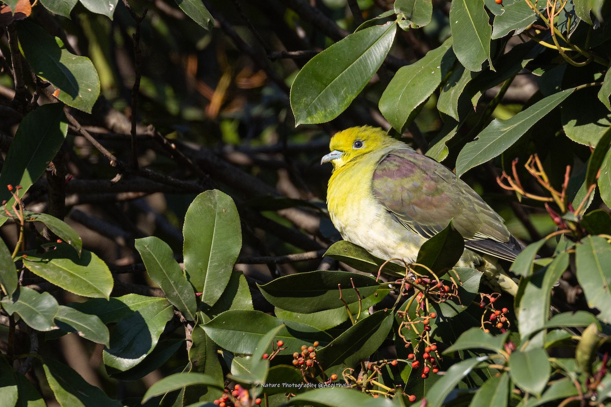 White-bellied Green-Pigeon - ML647553787