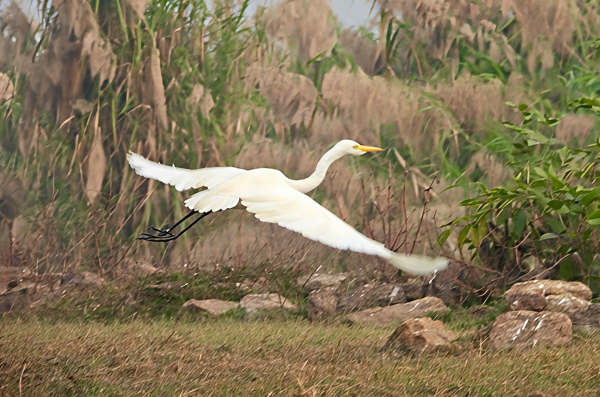 Zuhaitz-ahate javatarra - ML647553788