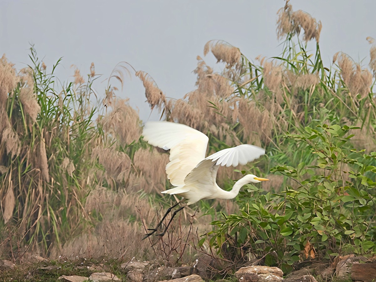 Zuhaitz-ahate javatarra - ML647553789