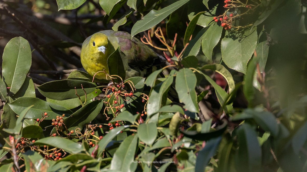 White-bellied Green-Pigeon - ML647553790