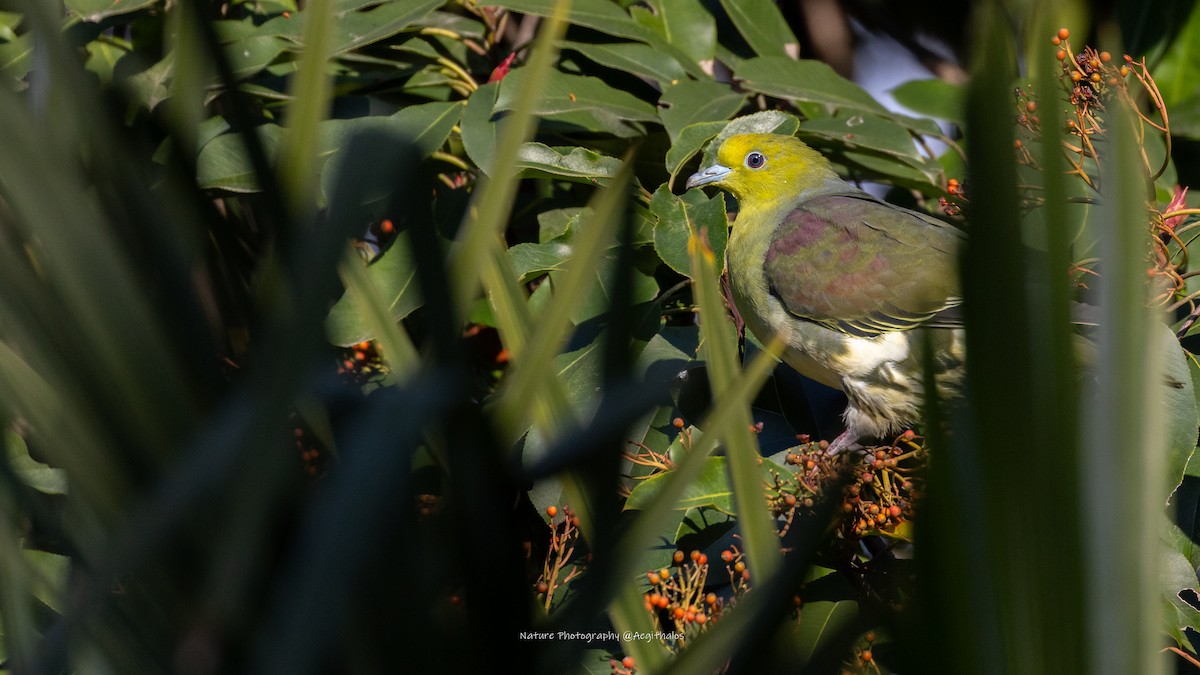 White-bellied Green-Pigeon - ML647553791