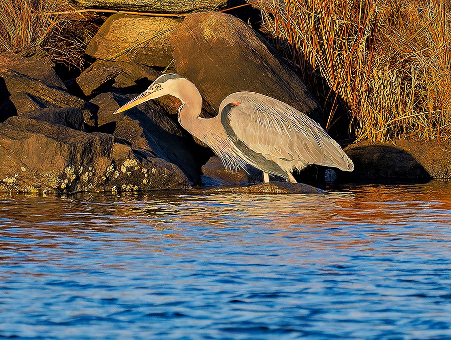 Koartza hauskara amerikarra - ML647553793