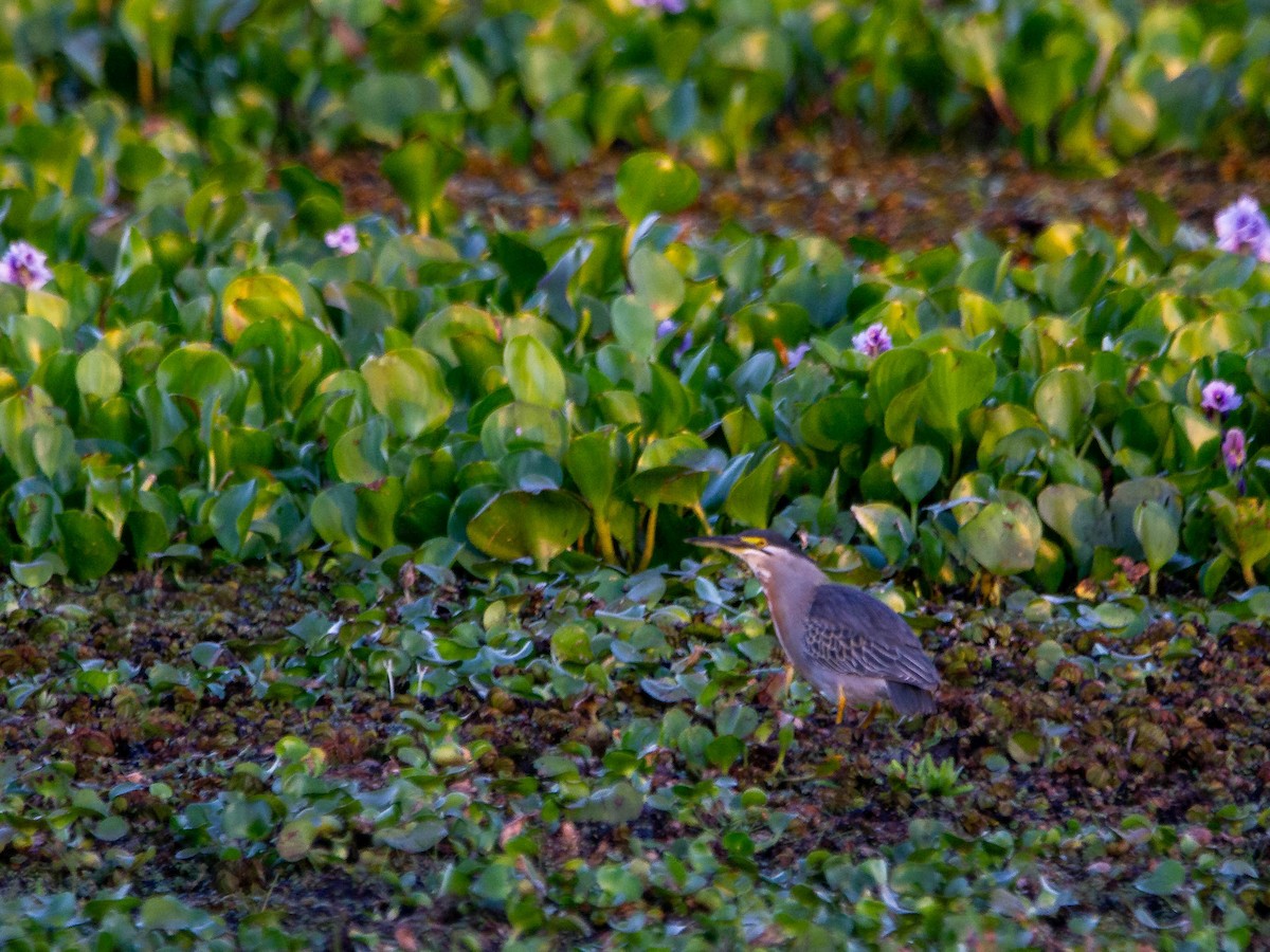 Striated Heron - ML647553794