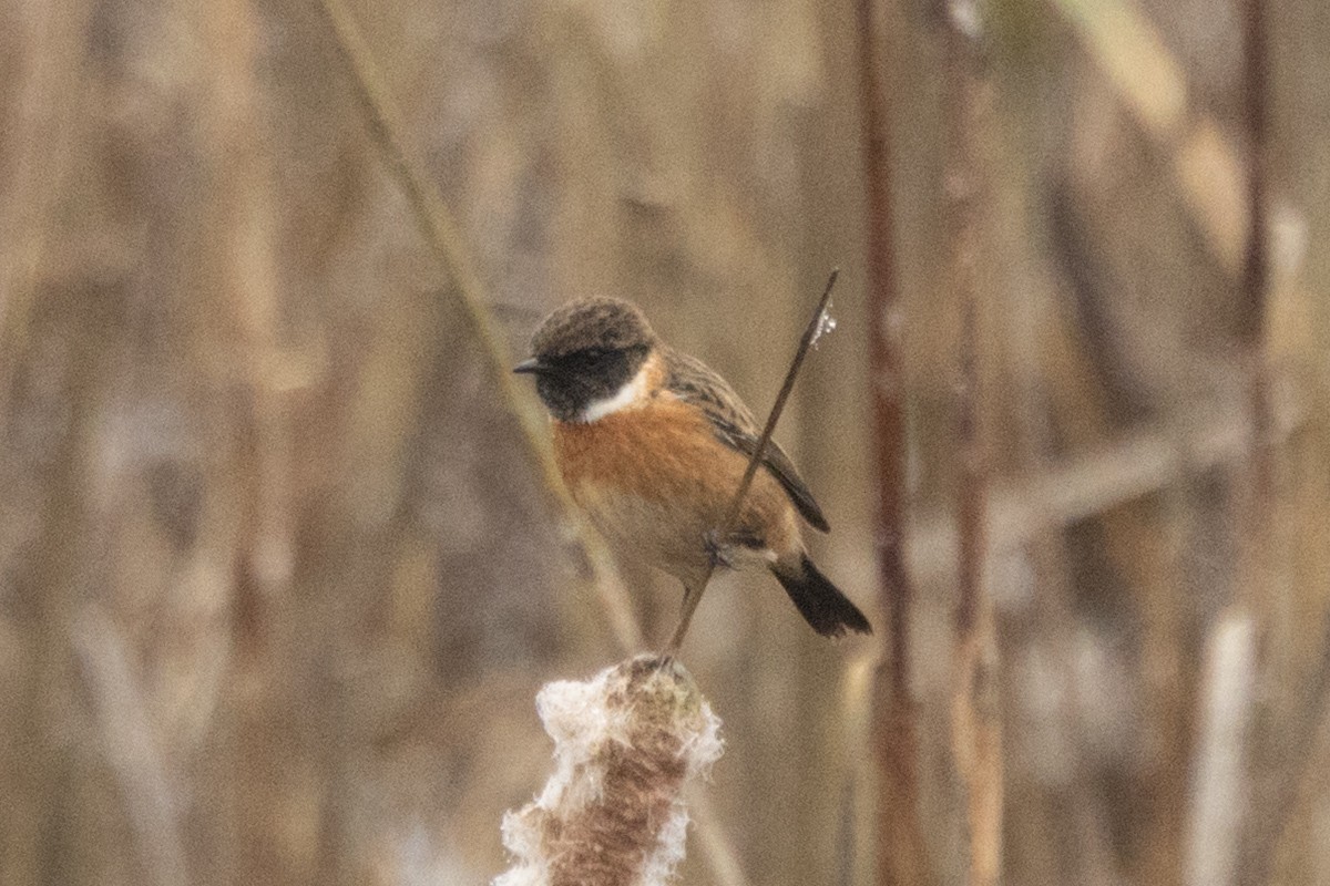 Pitxartxar burubeltza - ML647553797