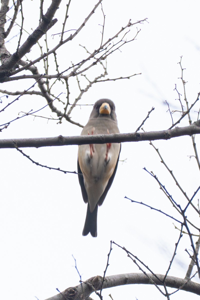Yellow-billed Grosbeak - ML647553798