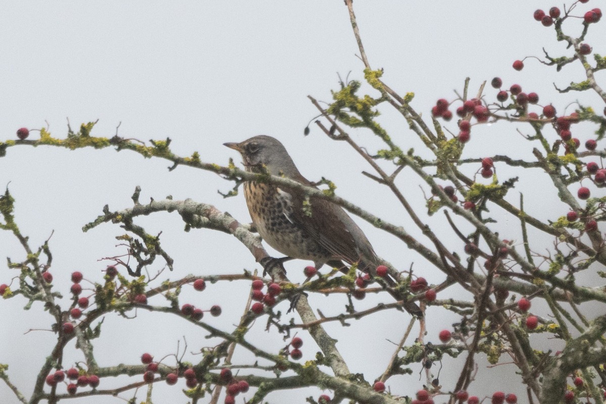 Durdula - ML647553799