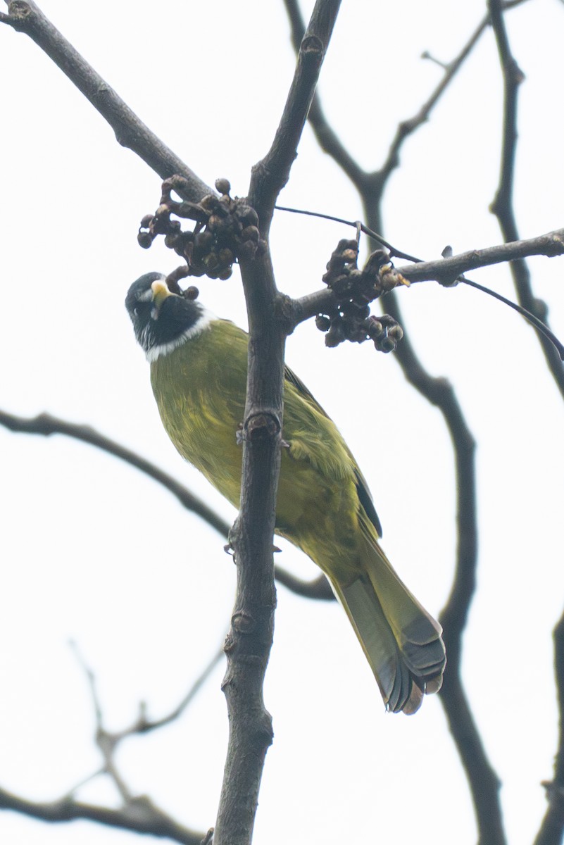 Collared Finchbill - ML647553800