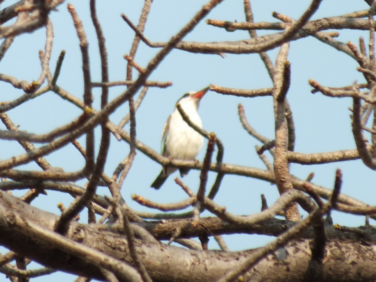 Striped Kingfisher - ML647553801