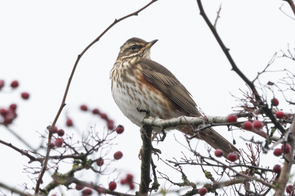 Birigarro txikia - ML647553802