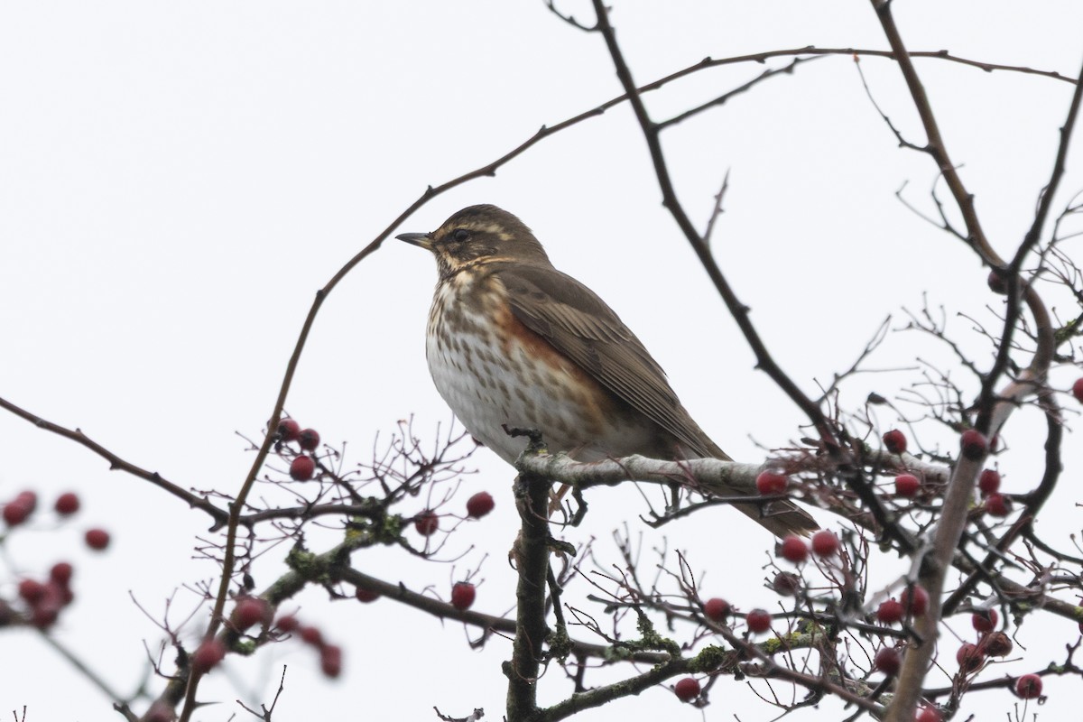 Birigarro txikia - ML647553803