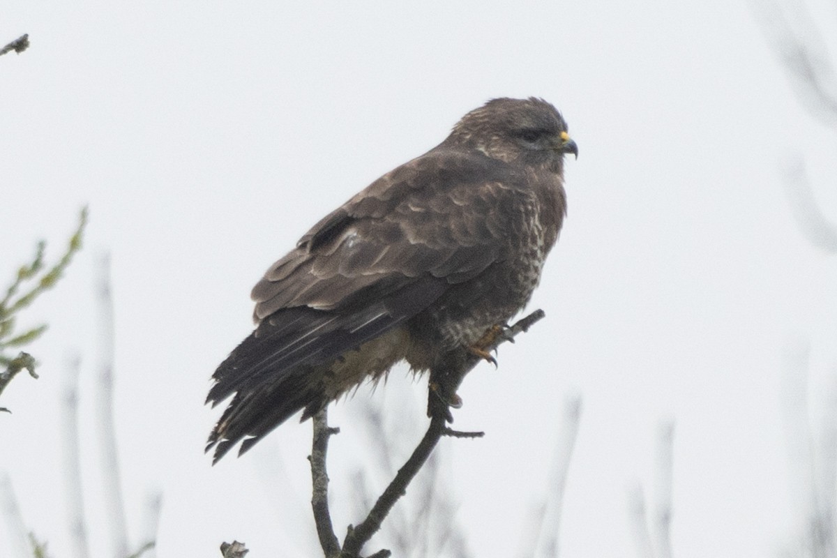 Zapelatz arrunta - ML647553807