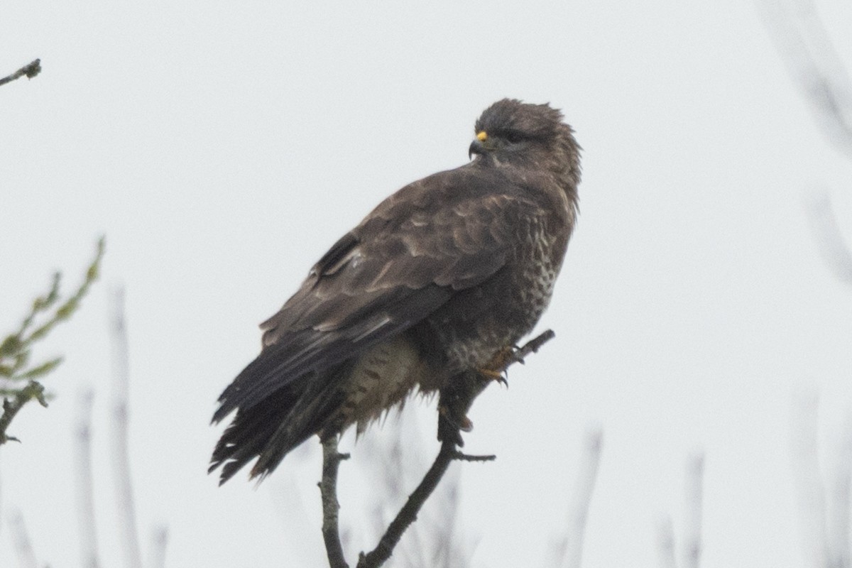 Zapelatz arrunta - ML647553808