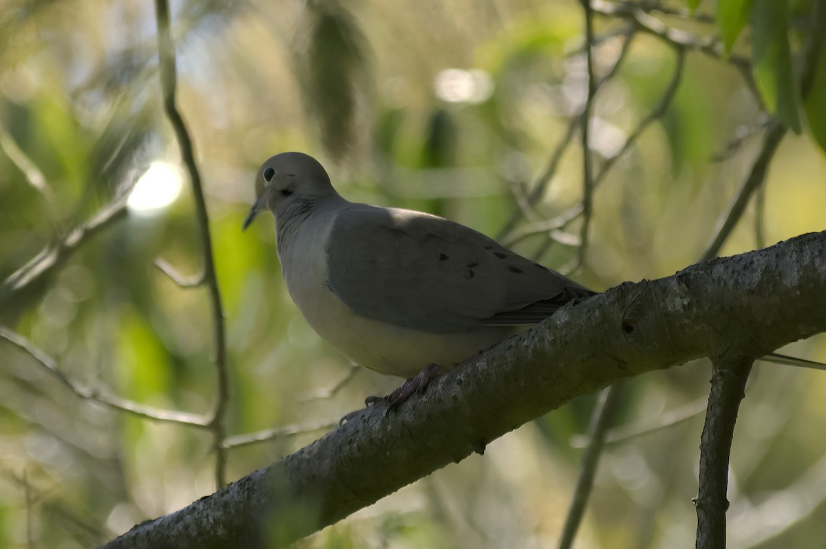 Zenaida arrunta - ML647553810