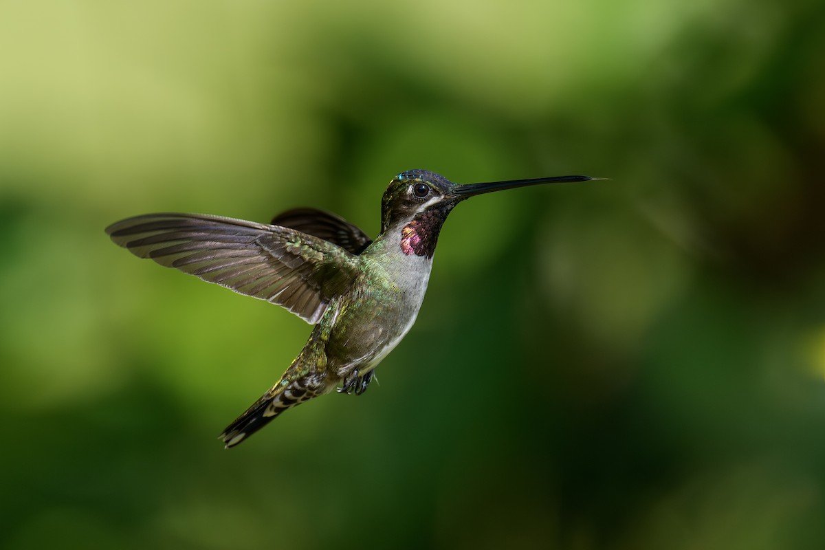 Long-billed Starthroat - ML647553812