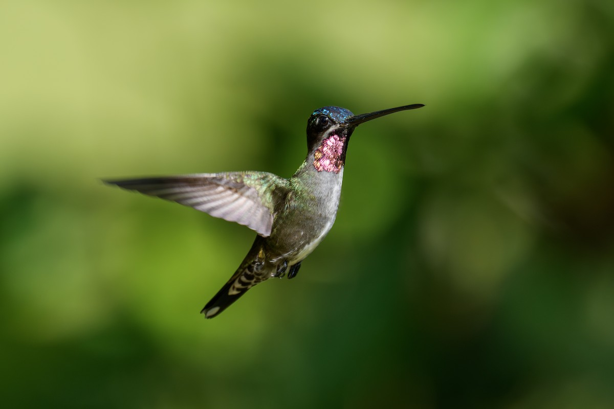 Long-billed Starthroat - ML647553813